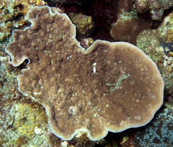 CotW: Montipora corbettensis