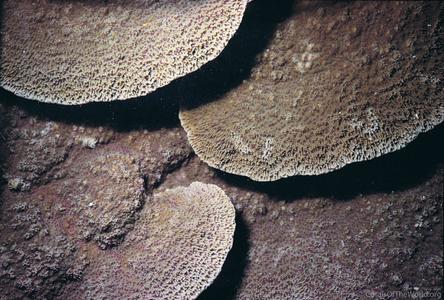 CotW preview: Montipora crassituberculata