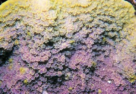 CotW: Montipora crassituberculata
