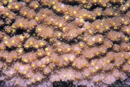 CotW: Montipora crassituberculata