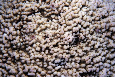 CotW preview: Montipora cryptus