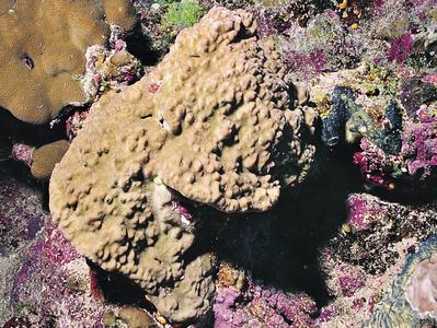 CotW: Montipora cryptus