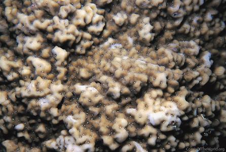 CotW: Montipora cryptus