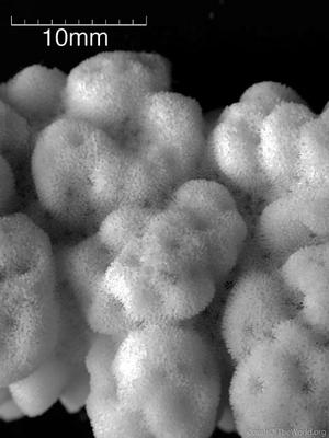 CotW: Montipora cryptus
