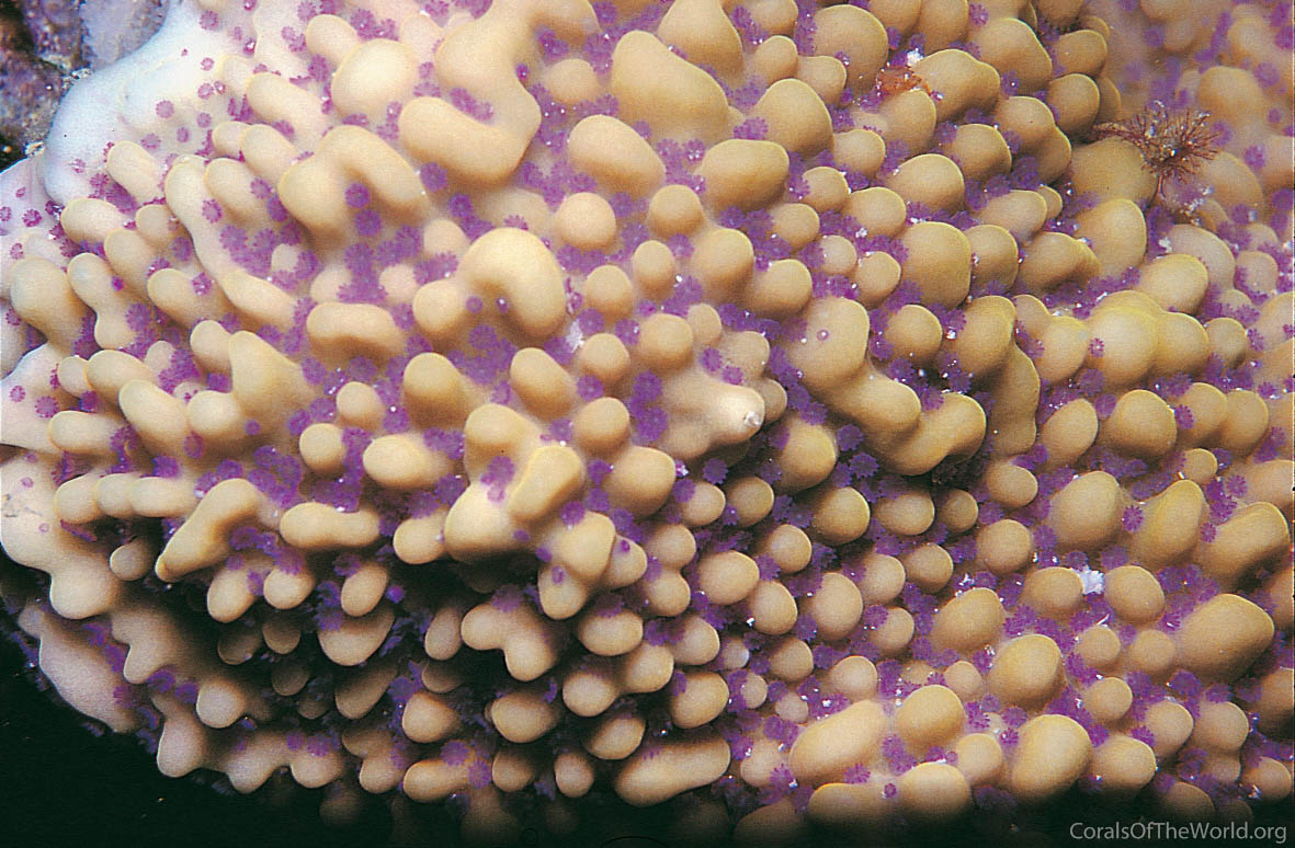 Montipora danae