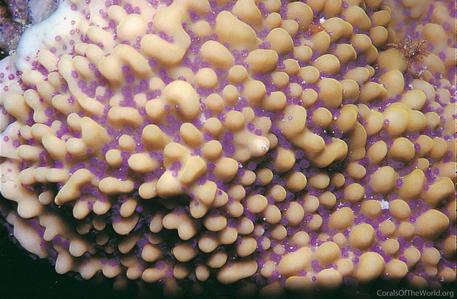 CotW preview: Montipora danae