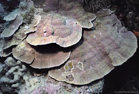 CotW preview: Montipora danae