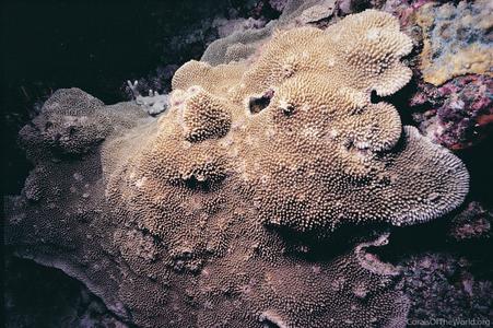 CotW: Montipora danae