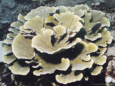 CotW preview: Montipora delicatula