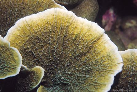 CotW: Montipora delicatula