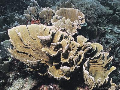CotW: Montipora delicatula