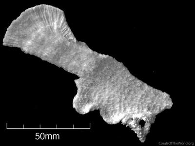 CotW: Montipora delicatula