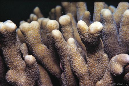 CotW preview: Montipora digitata