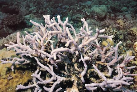 CotW preview: Montipora digitata