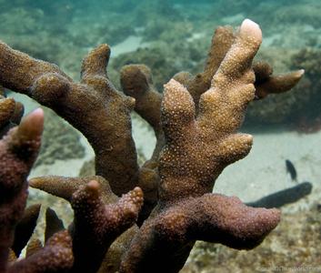 CotW: Montipora digitata