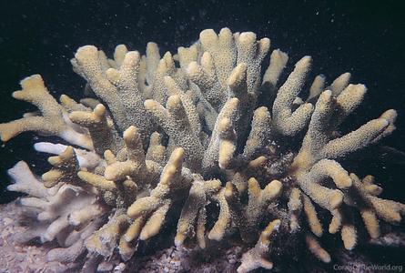 CotW: Montipora digitata