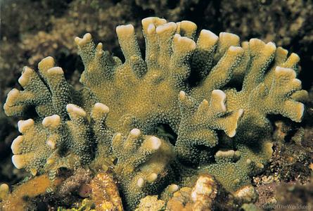 CotW: Montipora digitata