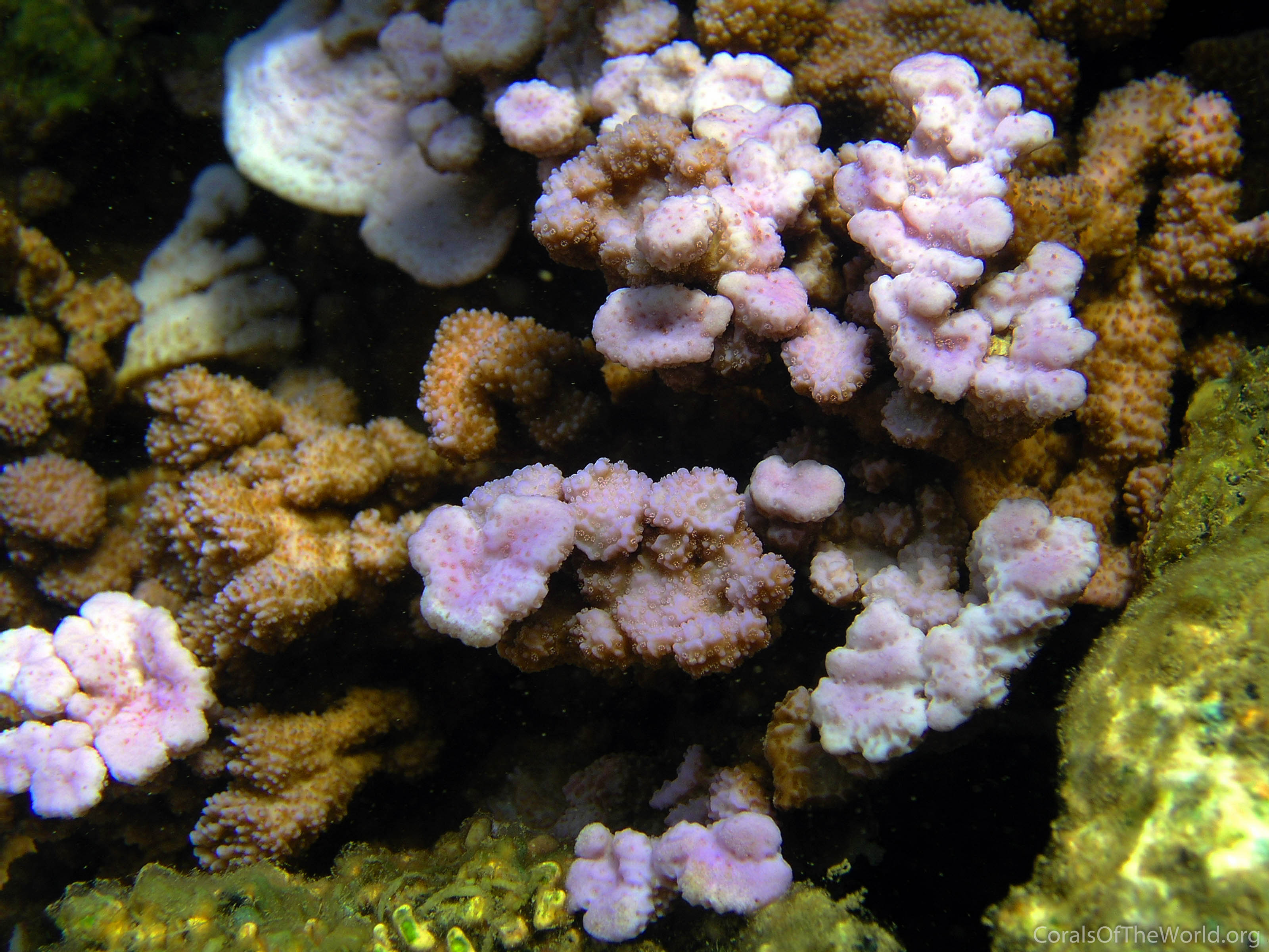 Montipora dilatata