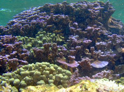 CotW preview: Montipora dilatata