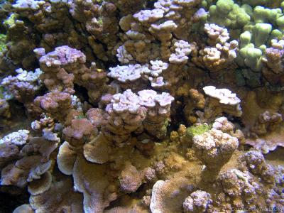 CotW: Montipora dilatata