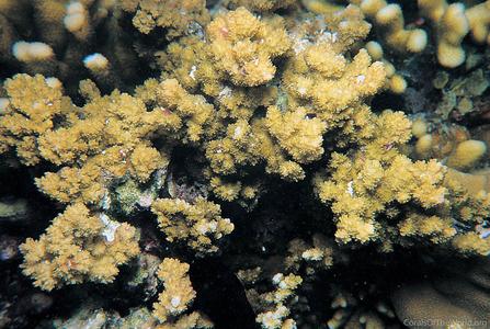 CotW: Montipora echinata