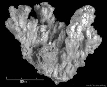 CotW: Montipora echinata