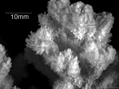 CotW: Montipora echinata
