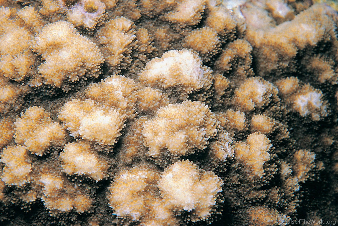 Montipora efflorescens