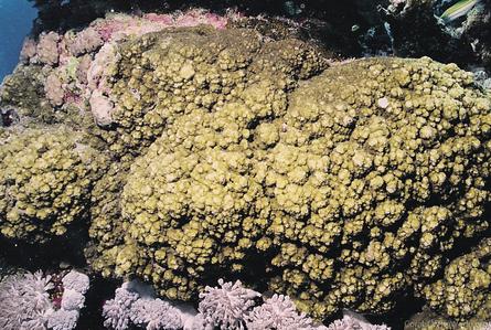 CotW preview: Montipora efflorescens