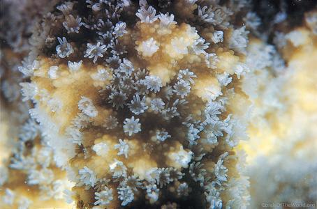 CotW: Montipora efflorescens