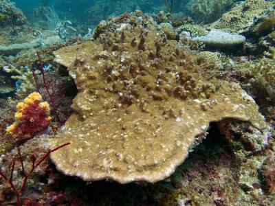 CotW: Montipora efflorescens