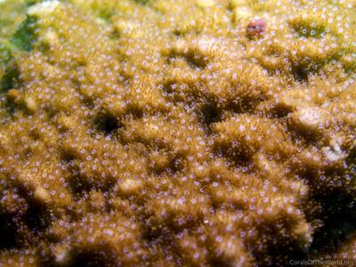 CotW: Montipora efflorescens