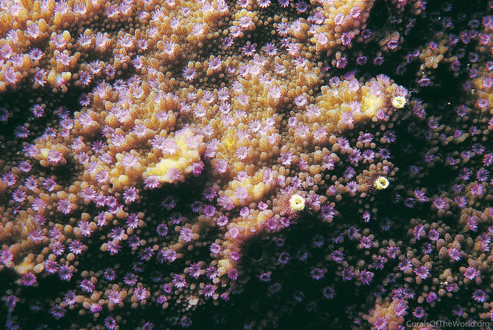 Montipora effusa
