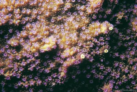 CotW preview: Montipora effusa