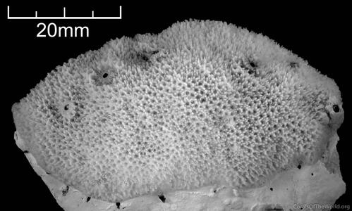 CotW preview: Montipora effusa