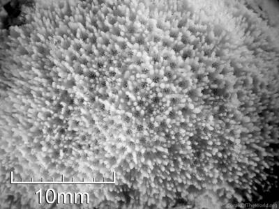 CotW: Montipora effusa