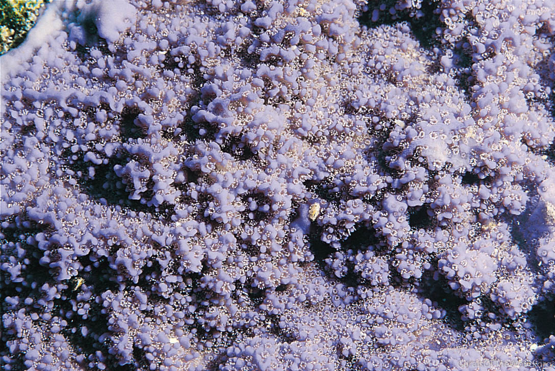 Montipora flabellata