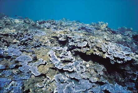 CotW preview: Montipora flabellata