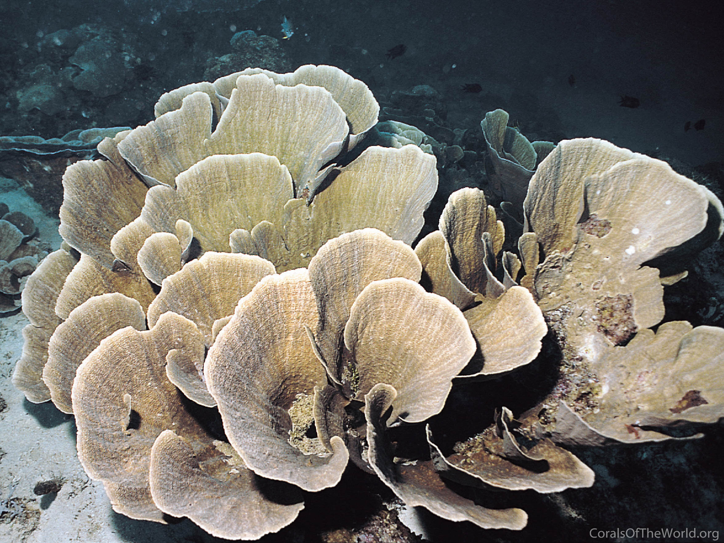 Montipora florida