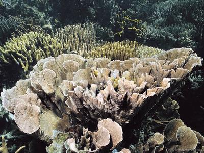 CotW preview: Montipora florida