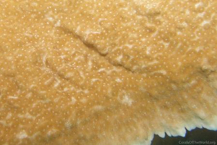 CotW: Montipora florida