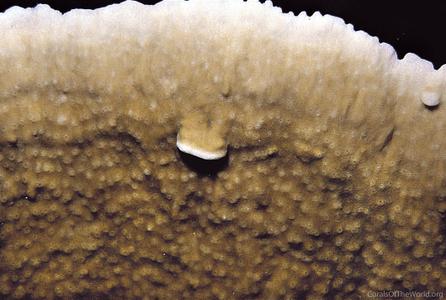 CotW: Montipora florida