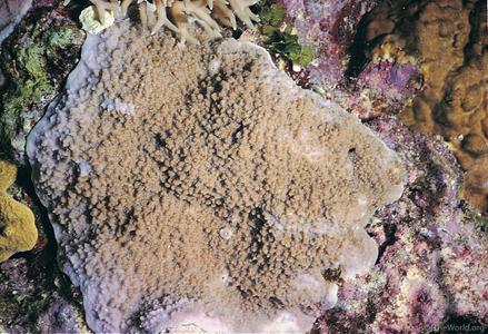 CotW preview: Montipora floweri