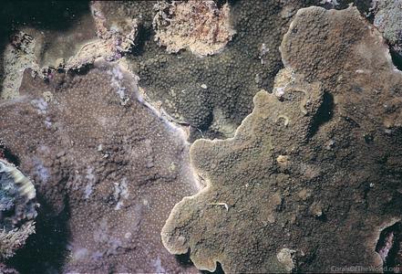 CotW preview: Montipora floweri