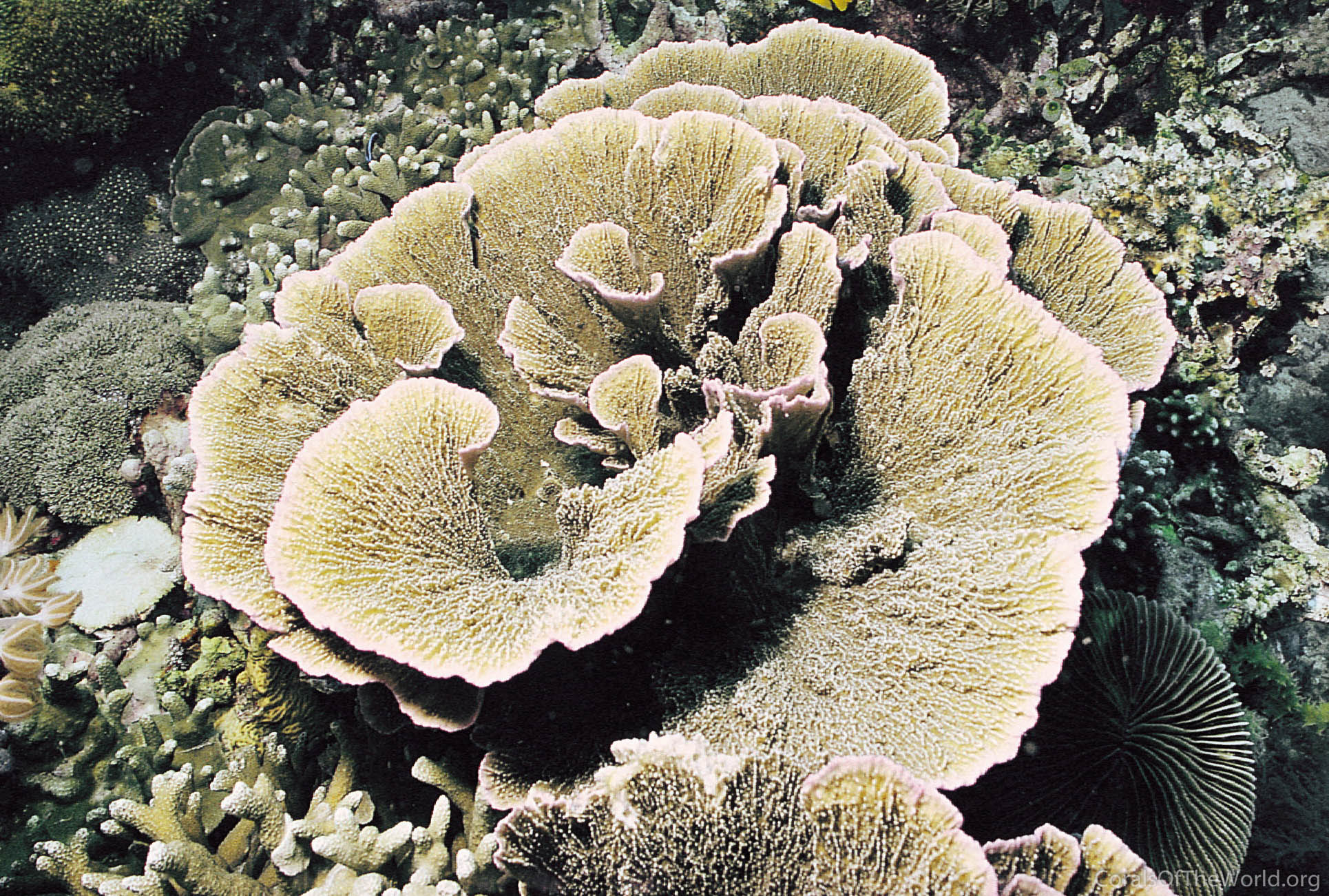 Montipora foliosa