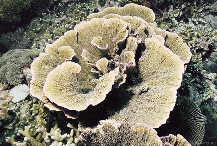 CotW: Montipora foliosa