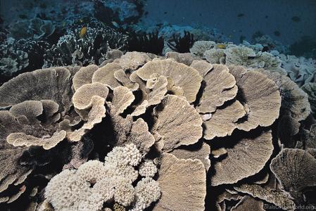 CotW: Montipora foliosa