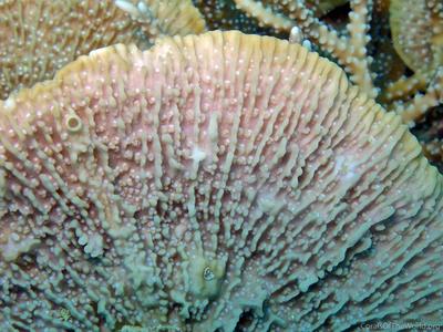 CotW: Montipora foliosa