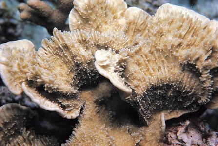 CotW: Montipora foliosa