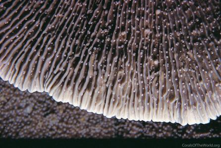 CotW: Montipora foliosa